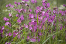 Red Campion